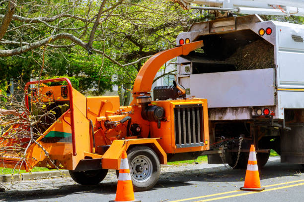 Best Storm Damage Tree Cleanup  in Chester, WV